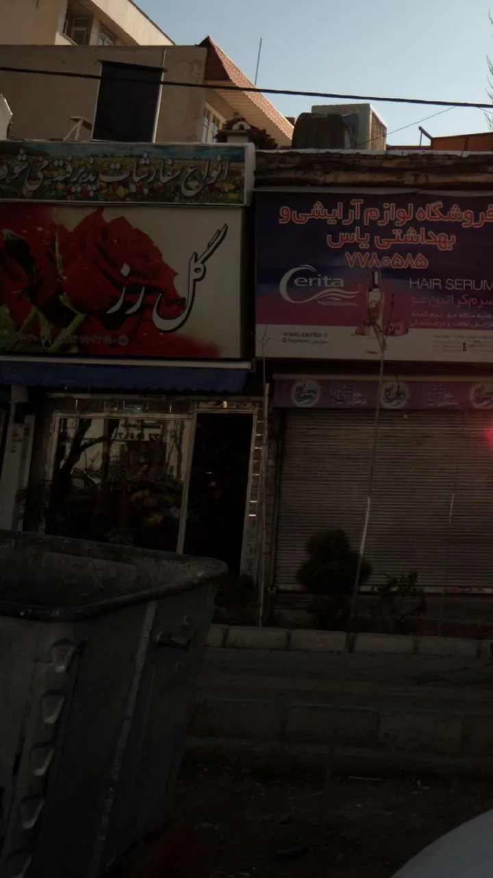 گل رز - تصویر 2