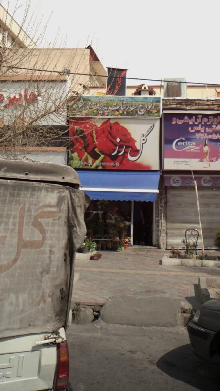 گل رز - تصویر 3