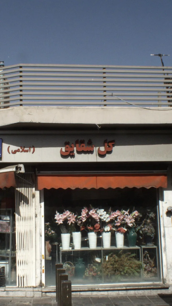 گل شقایق