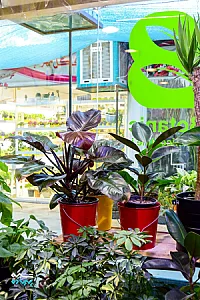گل‌فروشی بوتانیک