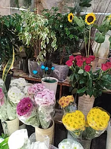 گل فروشی گلستان