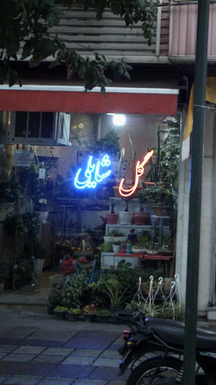 گل شایلی