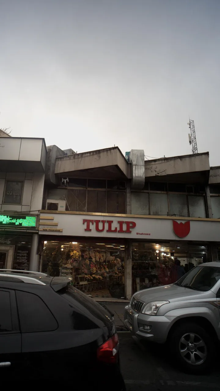 TULIPگل فروشی