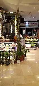فروشگاه هوم کاکتوس