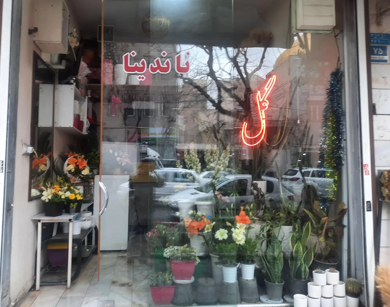 گل ناندینا