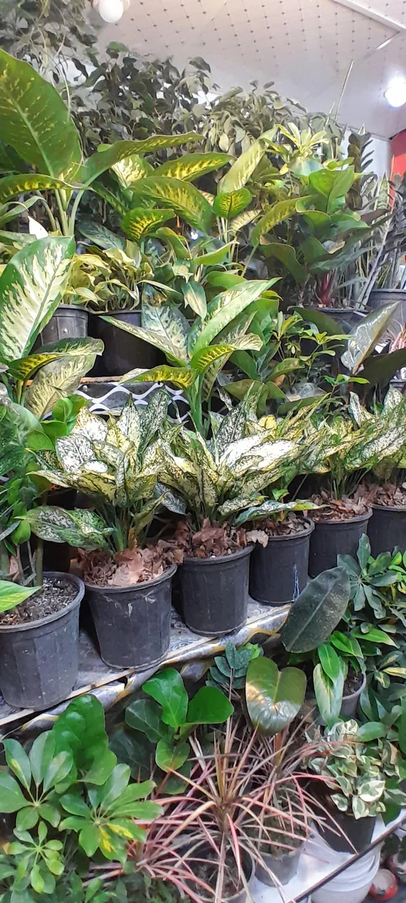 گل سرای عطرا - تصویر 4