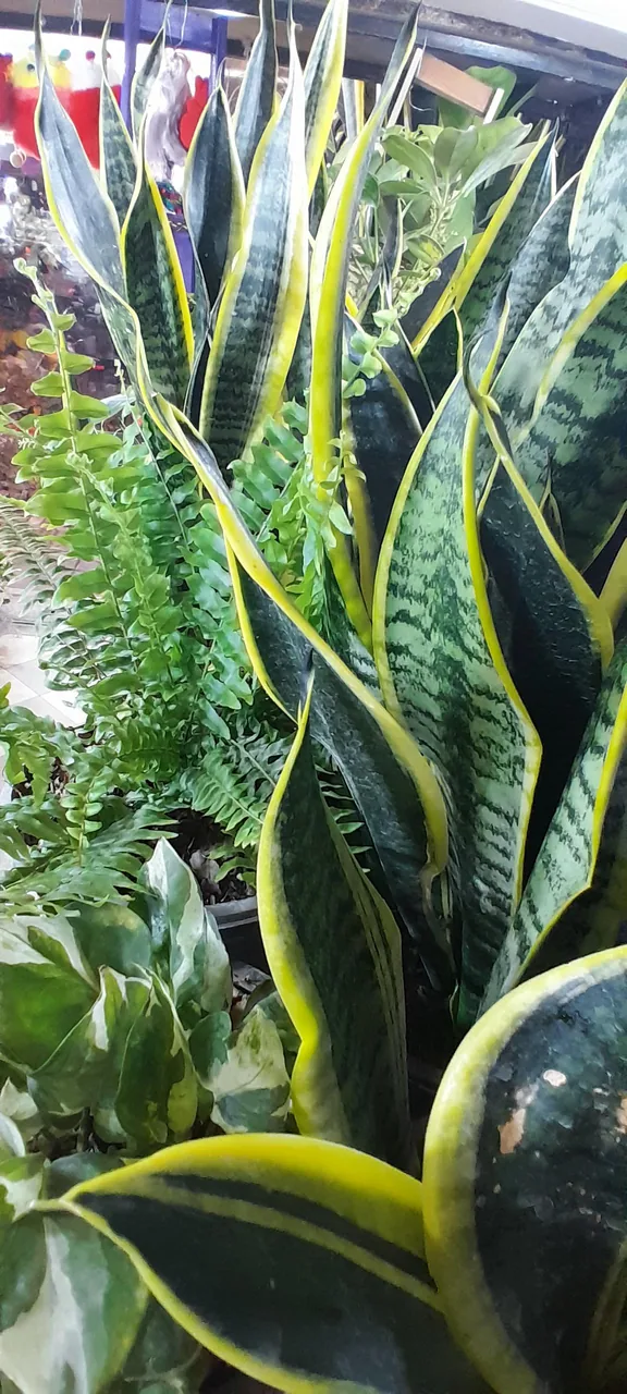 گل سرای عطرا - تصویر 5