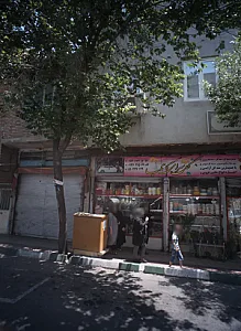 گل سرای کاتلیا