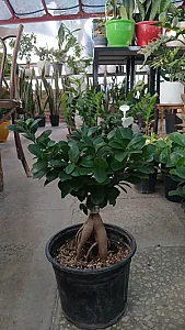 گلکده یارا فلاورز
