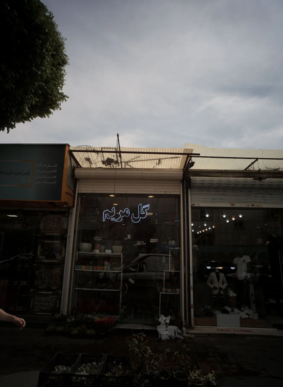 گل مریم - تصویر 4