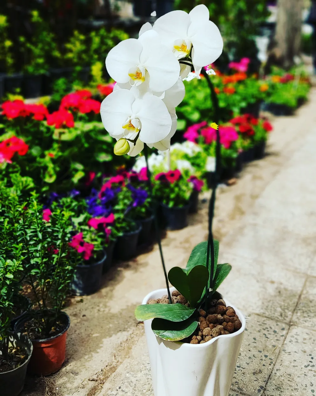 گلفروشی پدرام - تصویر 2