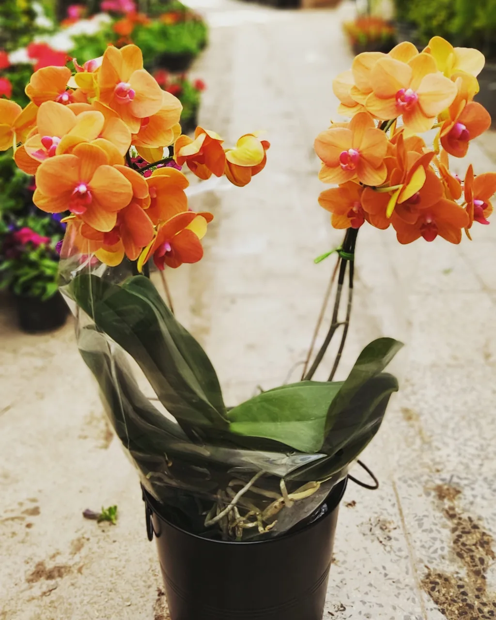 گلفروشی پدرام - تصویر 3