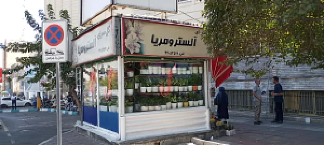گل سرای آلسترو مریا