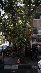 گل آذین