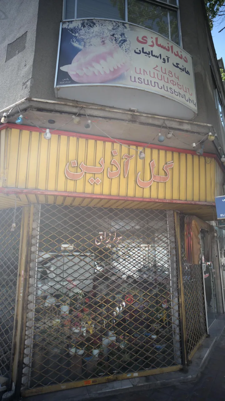 گل آذین - تصویر 4