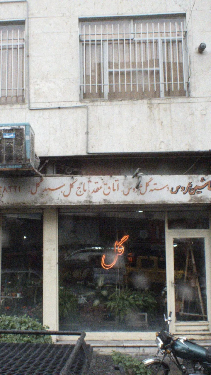 گل شاهین - تصویر 2