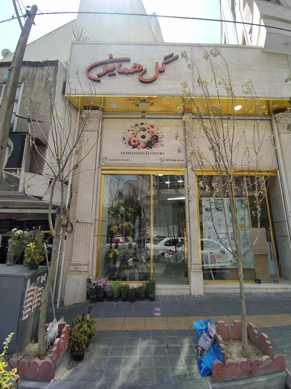 گل همایون - تصویر 4