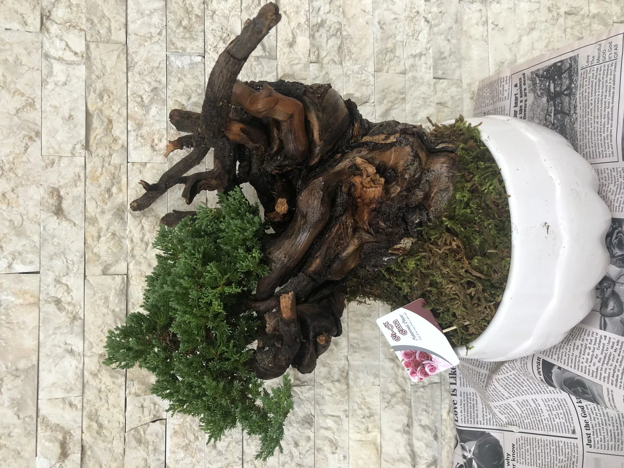 گلسرای محمدی - تصویر 2
