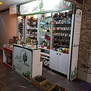 کاکتوس اکباتان