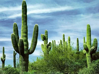 جزیره کاکتوس