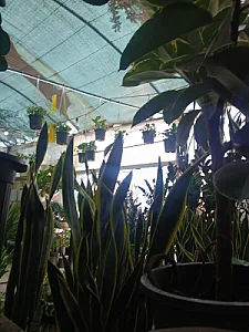 گلفروشی رز بنفش