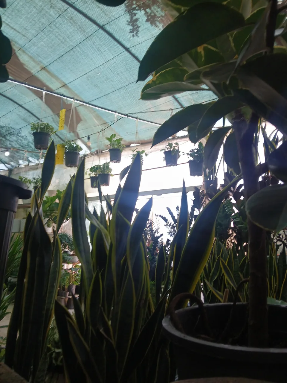 گلفروشی رز بنفش