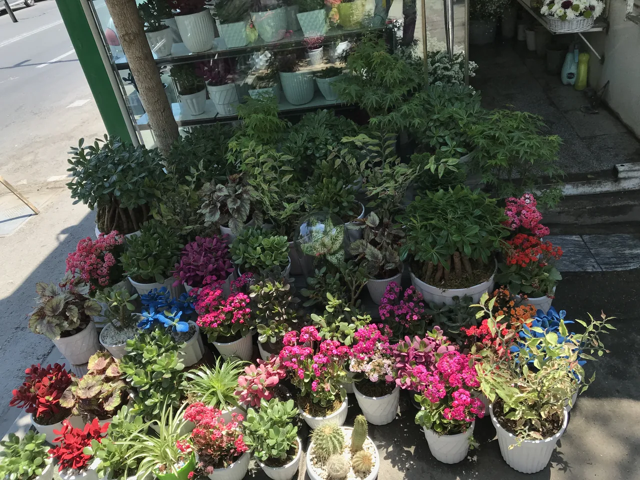 گل فروشی - تصویر 4