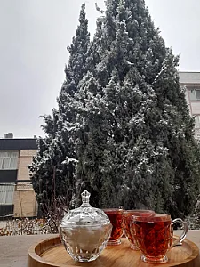 باشگاه مغز درخت سپید