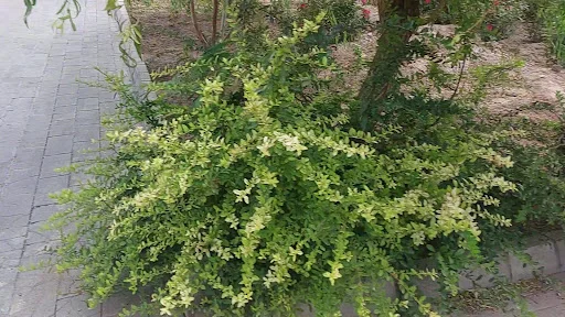 بوفه پارک شمس تبریزی - تصویر 4