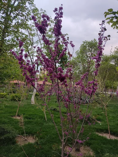 بوفه پارک شمس تبریزی - کافه رستوران در تبریز