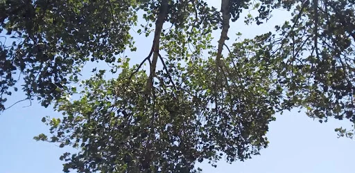 پارک ائل گلی - گردشگری و جاذبه‌ها در تبریز