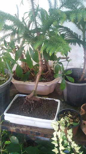 نمایشگاه گل گیاه ارکیده