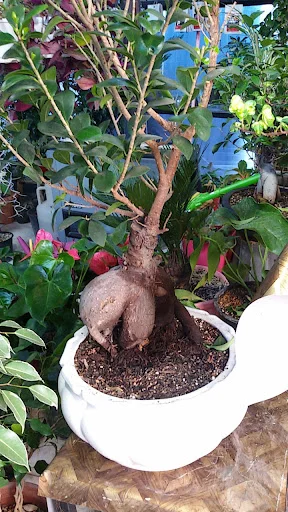 نمایشگاه گل گیاه ارکیده