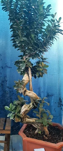 نمایشگاه گل گیاه ارکیده