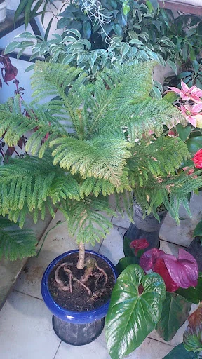 نمایشگاه گل گیاه ارکیده