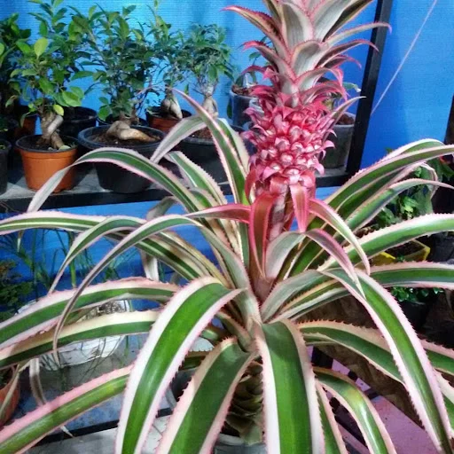 نمایشگاه گل گیاه ارکیده