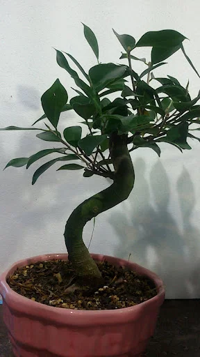 نمایشگاه گل گیاه ارکیده