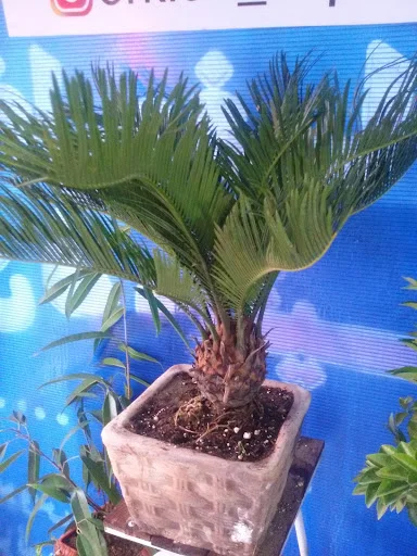 نمایشگاه گل گیاه ارکیده