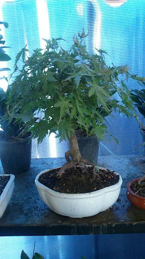 نمایشگاه گل گیاه ارکیده