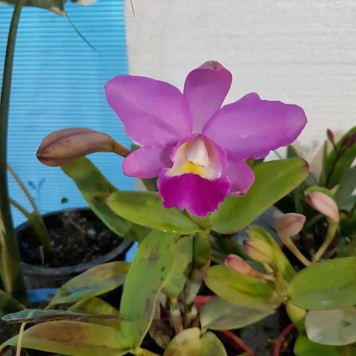 نمایشگاه گل گیاه ارکیده