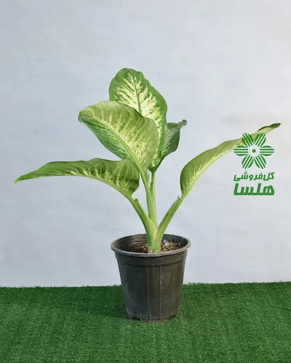 گل و گیاه هلسا