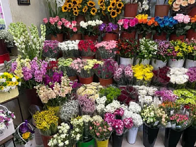 گلکده آنالیا