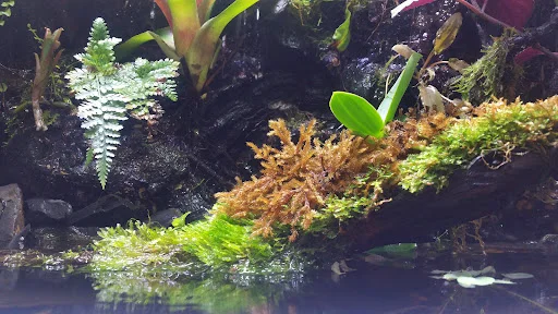 گالری طراحان طبیعت (داروگ) - گل‌فروشی و گیاهان زینتی در تبریز