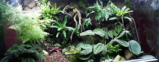 گالری طراحان طبیعت (داروگ) - گل‌فروشی و گیاهان زینتی در تبریز