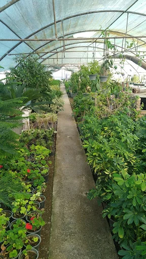 گلخانه ضامن آهو