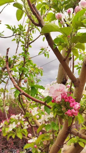 گلخانه ضامن آهو - گل‌فروشی و گیاهان زینتی در تبریز