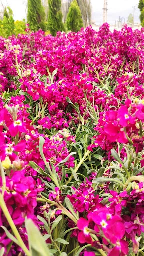 گلخانه ضامن آهو - گل‌فروشی و گیاهان زینتی در تبریز