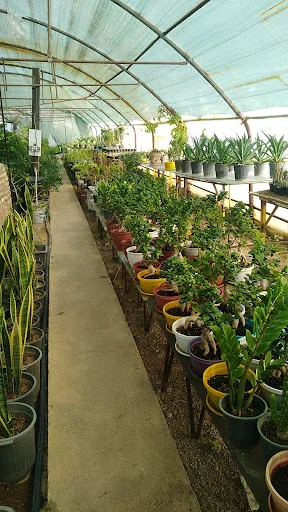 گلخانه ضامن آهو - گل‌فروشی و گیاهان زینتی در تبریز