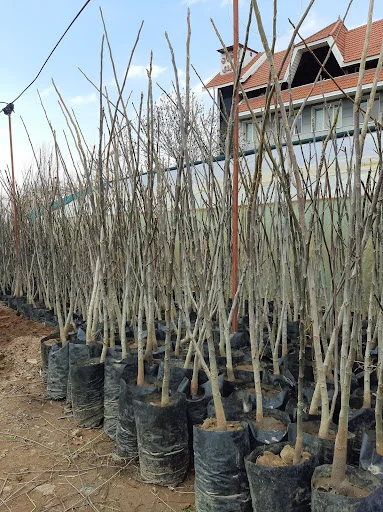 گلخانه اسدپور