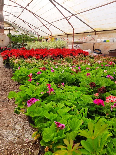 گلخانه اسدپور